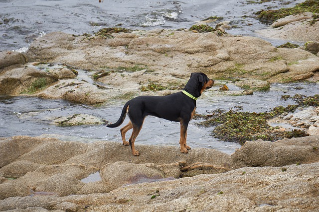 race de chien massive