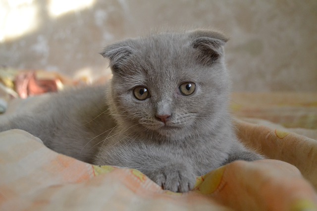 race de chat qui a l’air triste