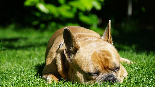 race de chien qui est la moins stressée