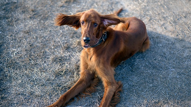 race de chien l’ouïe très développée