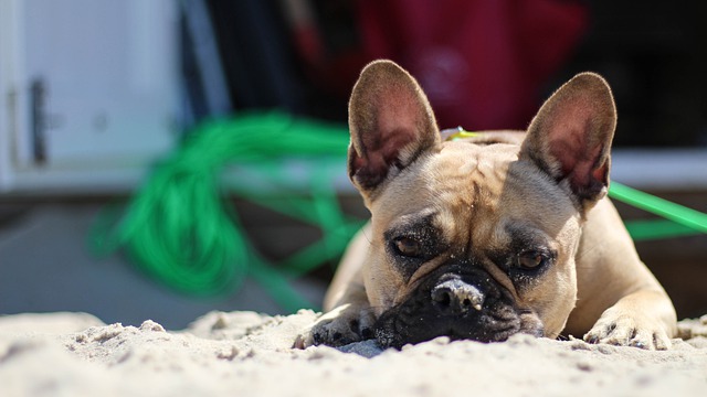 race de chien qui pour les personnes peu sportives