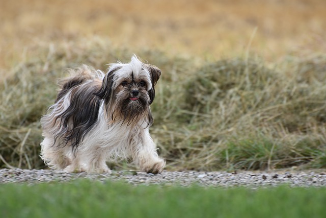 race de chien problèmes de digestion