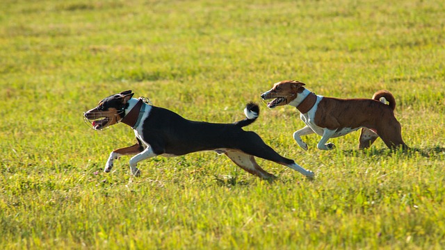 race de chien très solitaire