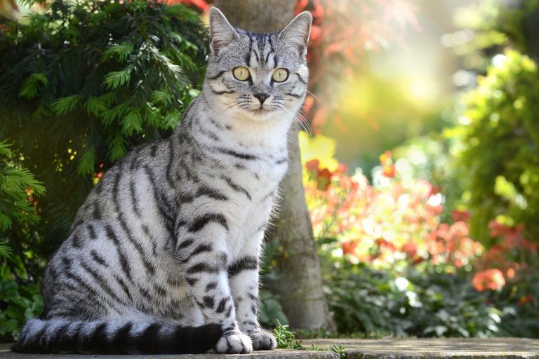 races de chat qui peuvent marcher en laisse