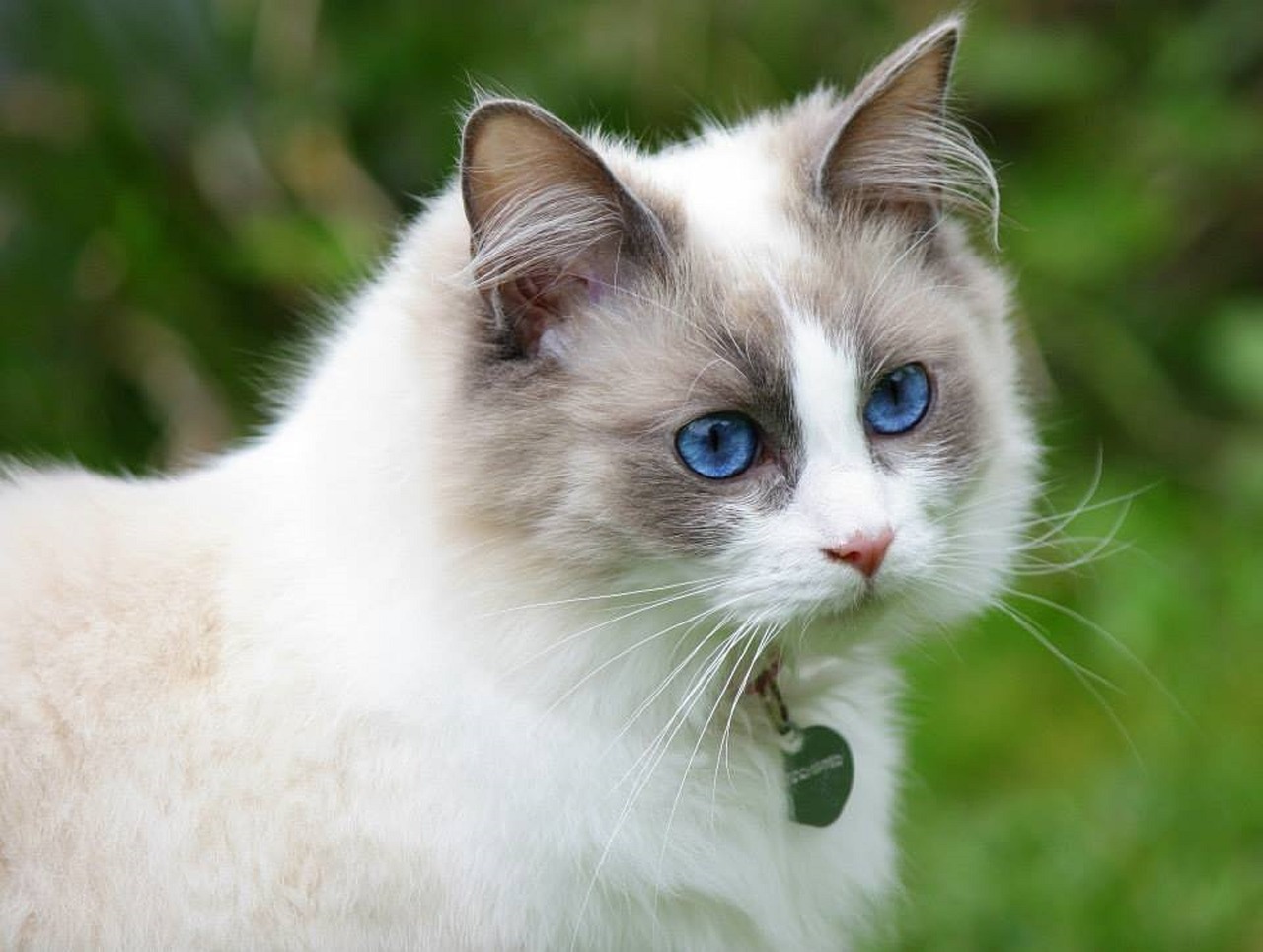 races de chat qui ont un caractère doux