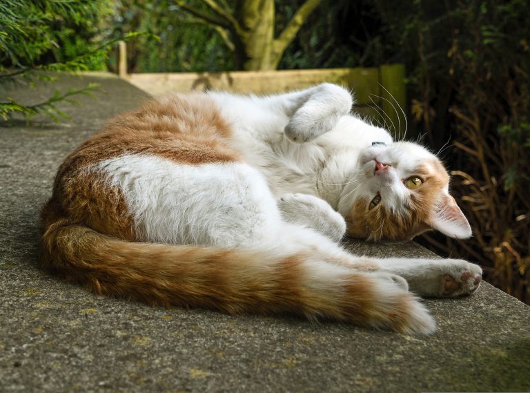 races de chat le centre de l’attention