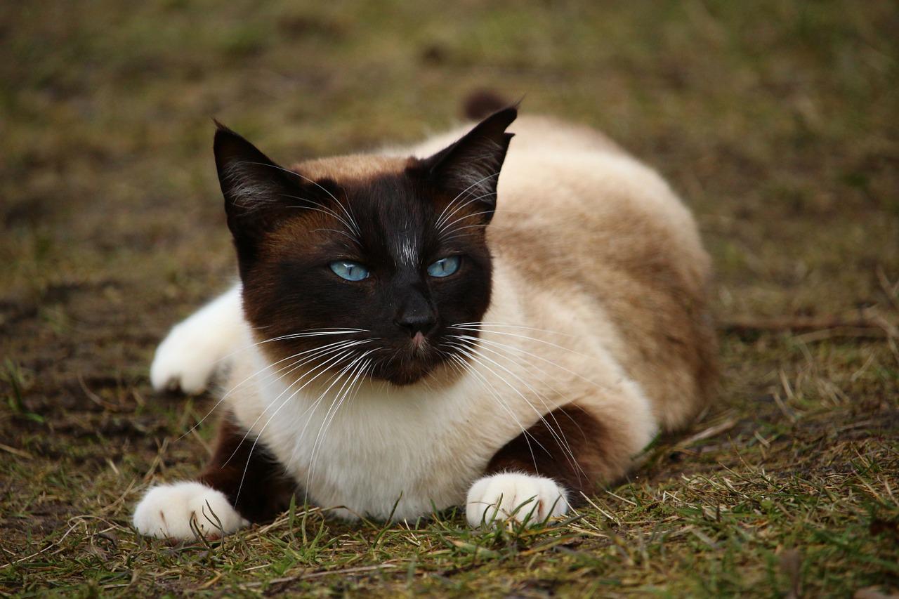 races de chat qui mangent le moins