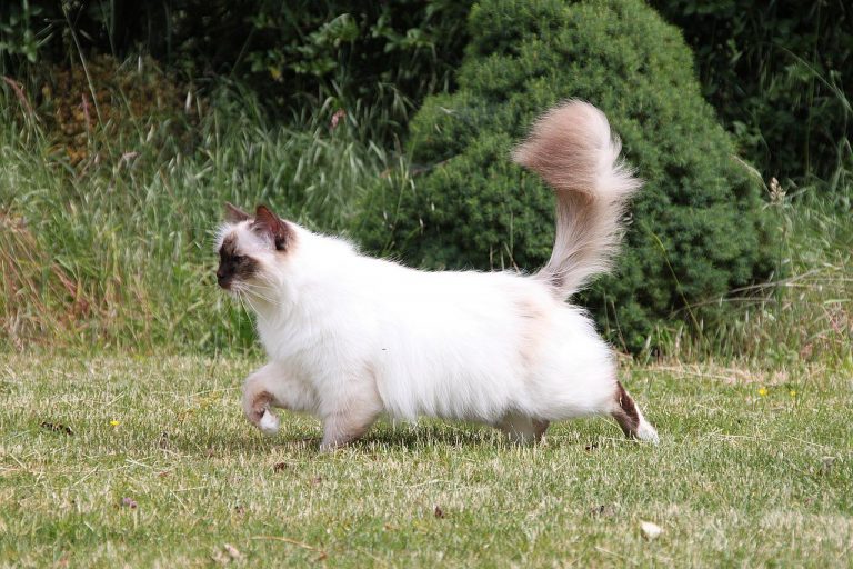 races de chat les moins stressées