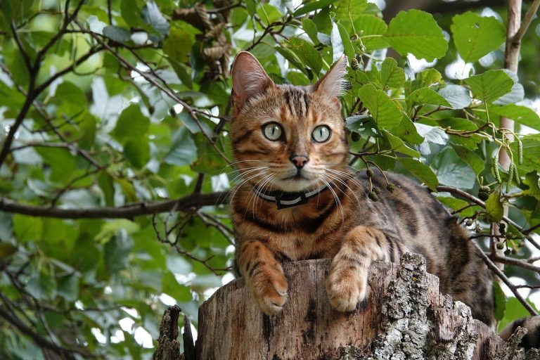 races de chat qui ont l’ouïe fine