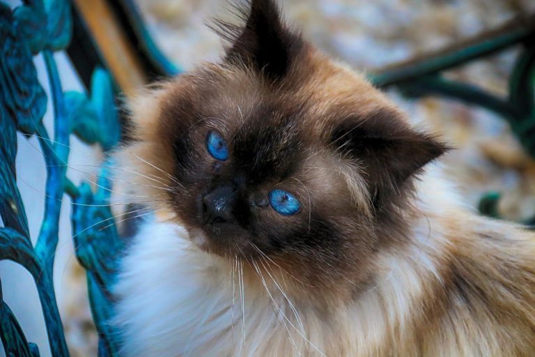 races de chat qui ont le pelage très doux