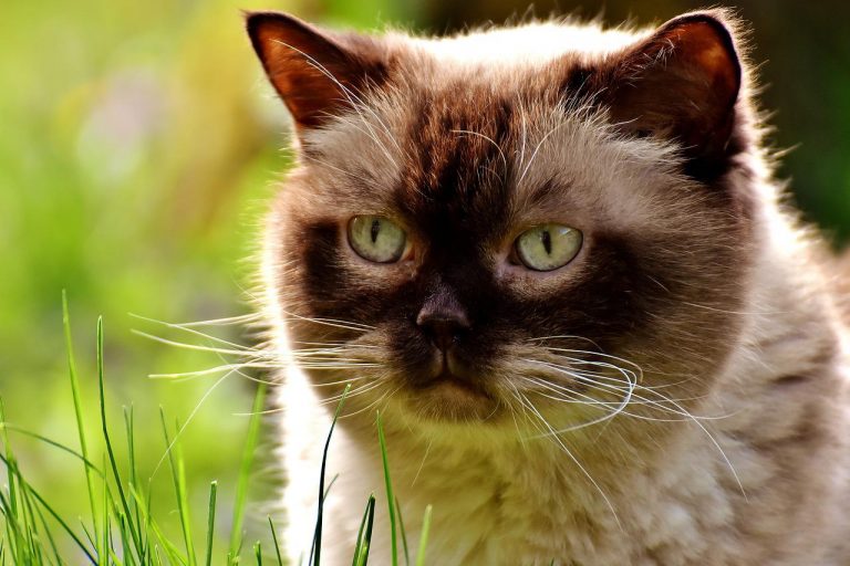 races de chat problèmes de dentition