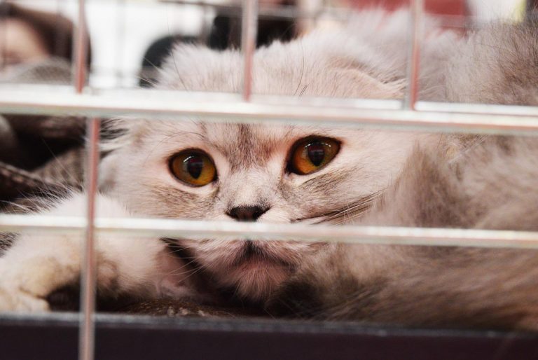 races de chat aller souvent chez le vétérinaire