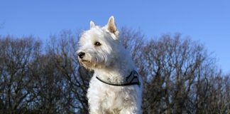 races de chien qui adorent leur maître