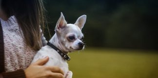 races de chien aiment être portées