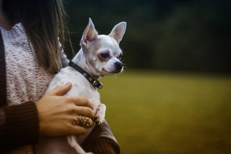 races de chien aiment être portées