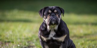 races de chien qui ont l’air bêtes