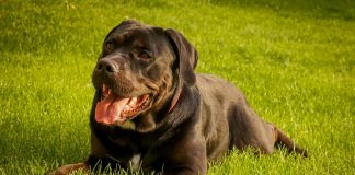 races de chien qui ont l’air méchantes