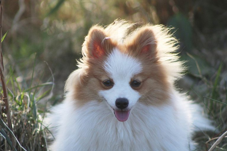 races de chien toujours de bonne humeur