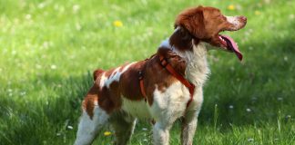 races de chien qui chassent les chats 