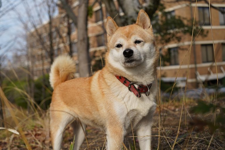 races de chien consulter un éducateur canin