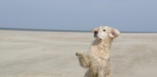 races de chien utilisées comme chien d’assistance