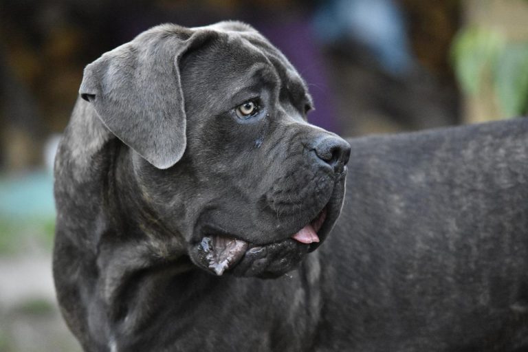 races de chien pas faciles à promener en laisse