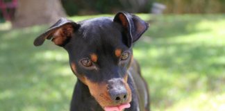 races de chien qui sont difficiles à vivre