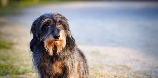 races de chien être le seul animal du foyer