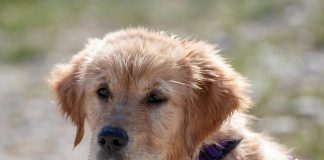 races de chien faciles à promener en laisse