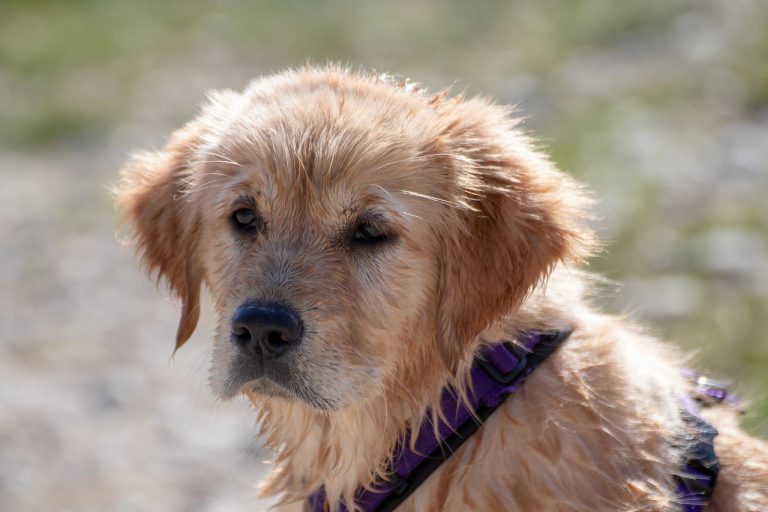 races de chien faciles à promener en laisse