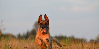 races de chien qui sont très fatigantes 