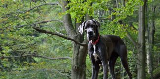 races de chien hautes sur pattes