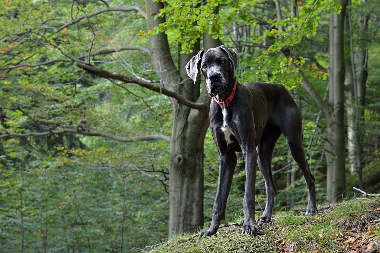 races de chien hautes sur pattes