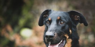 races de chien heureuses à la campagne