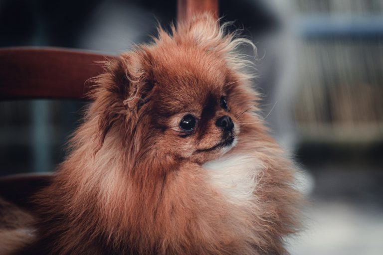 races de chien idéales pour les personnes qui travaillent