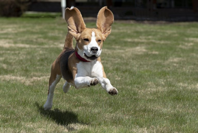 races de chien longues oreilles