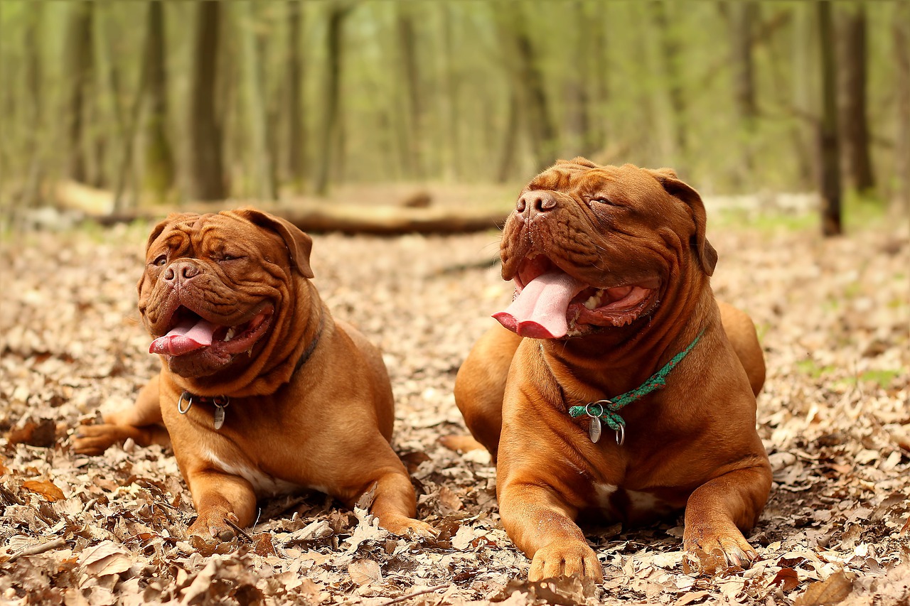 races de chien qui sont les plus massives