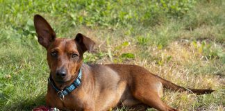 races de chien qui ont mauvaise haleine