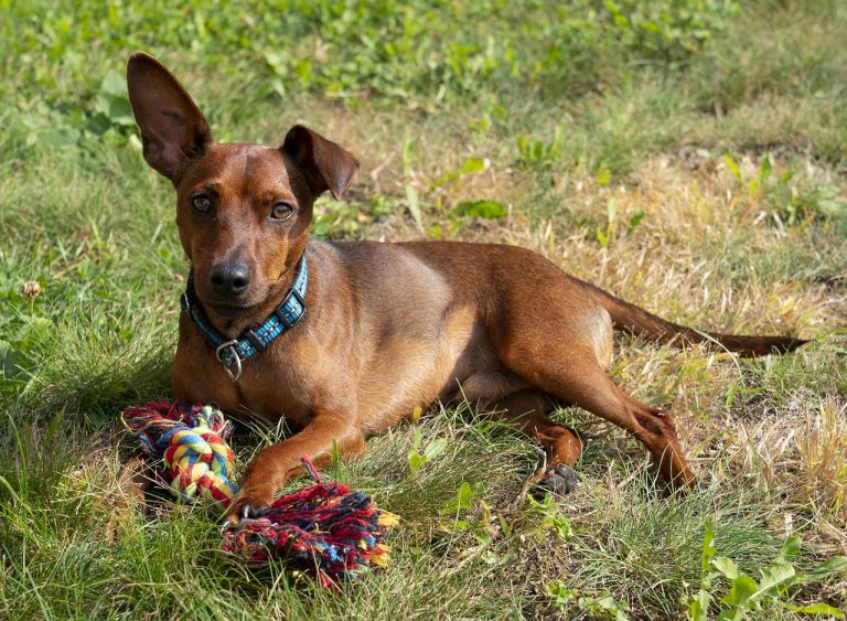 races de chien qui ont mauvaise haleine