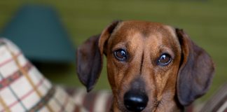 races de chien les plus méfiantes