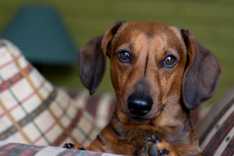 races de chien les plus méfiantes