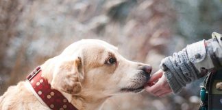 races de chien les moins adoptées