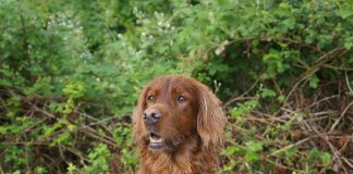 races de chien qui ont l’ouïe très développée