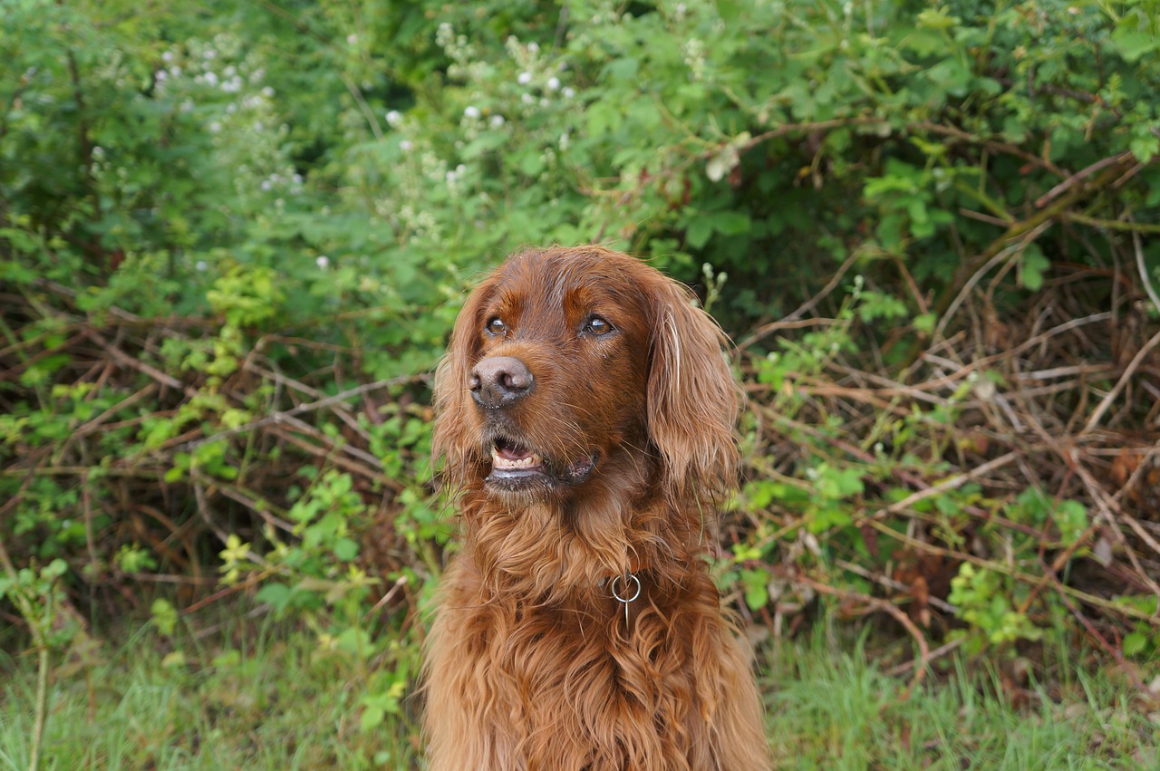 races de chien qui ont l’ouïe très développée