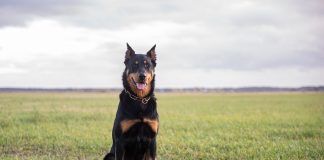 races de chien pas besoin d’aller chez le vétérinaire