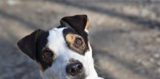 races de chien les plus abandonnées