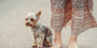 races de chien porter des vêtements