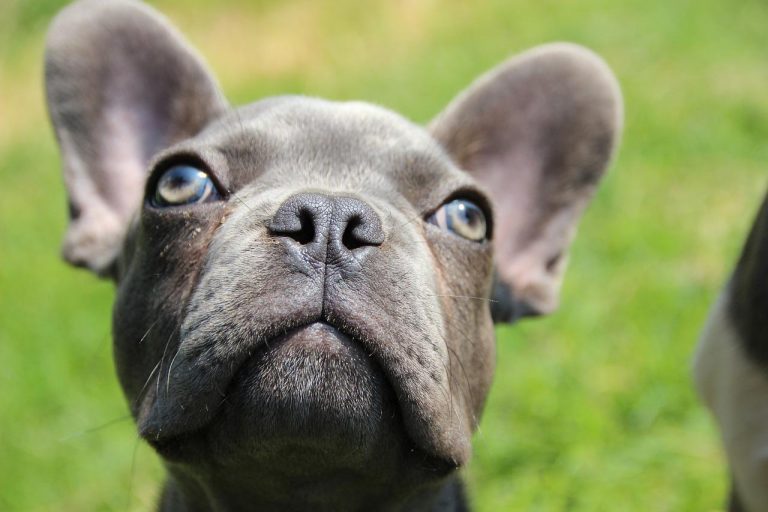 races de chien qui sont les préférées des stars