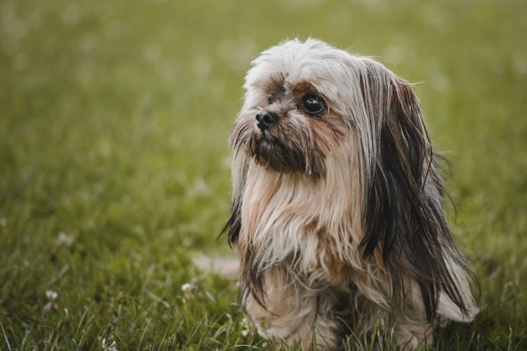 races de chien problèmes de digestion