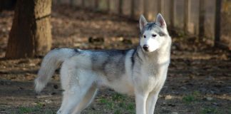 races de chien les plus proches du loup